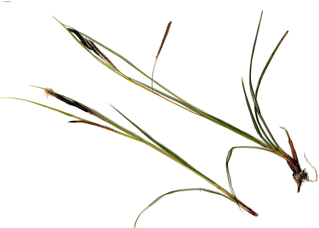 Carex flacca subsp. flacca (Cyperaceae)